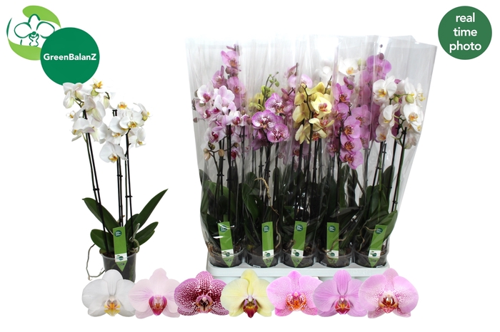 <h4>PHAL GEM 7 KL</h4>