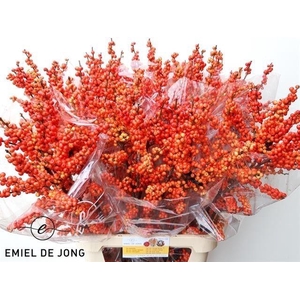 ILEX VE OUDIJ ORANGE