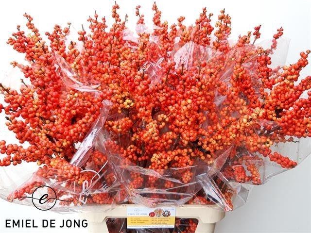 <h4>ILEX VE OUDIJ ORANGE</h4>