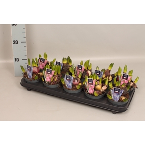 (X) Bol op pot Hyacint Multiflora gemengd 10,5 cm