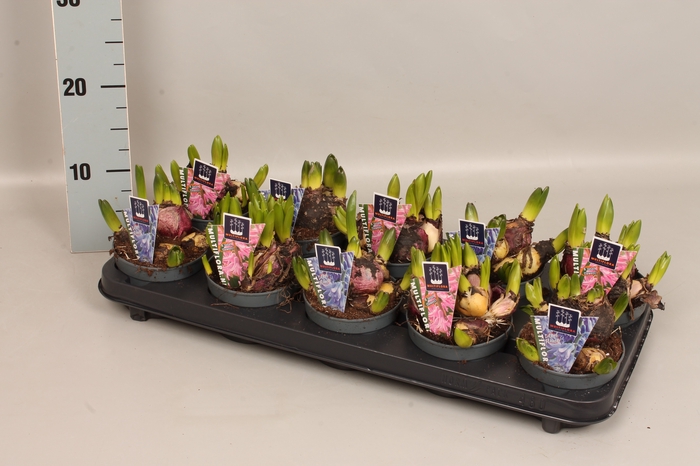 (X) Bol op pot Hyacint Multiflora gemengd 10,5 cm