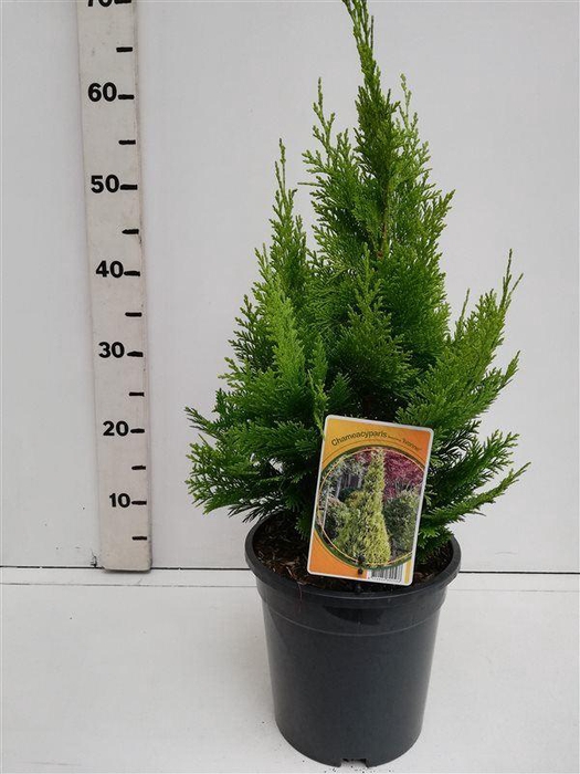 <h4>Chamaecyparis Ivonne</h4>