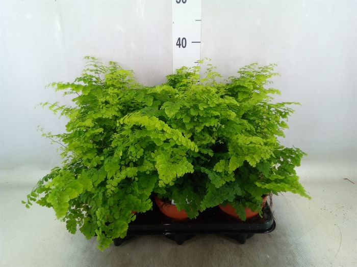 <h4>Adiantum raddi. 'Fritz-Luthi'</h4>