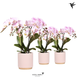 Kolibri Orchids Phalaenopsis pink 2 spike in Gold Foot pot pink