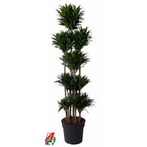 Dracaena Compacta