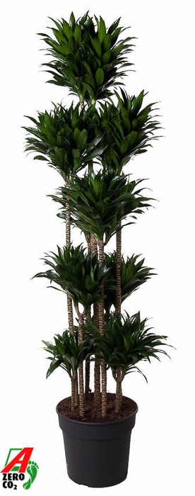 <h4>Dracaena Compacta</h4>