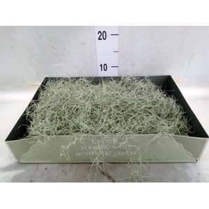 Tillandsia usneoides