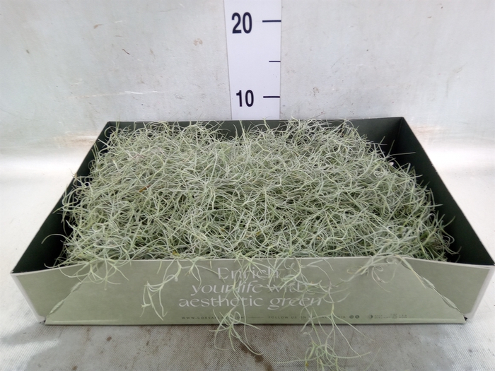 <h4>Tillandsia usneoides</h4>