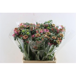 Scabiosa Atro Focal Scoop Popsicle