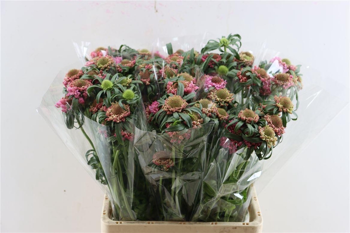 <h4>Scabiosa Atro Focal Scoop Popsicle</h4>