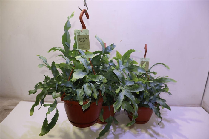 <h4>Phlebo A Blue Star</h4>