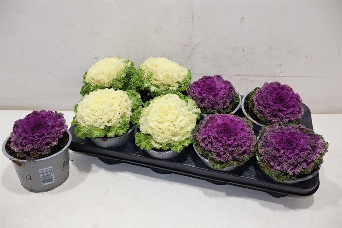 <h4>arr8 Brassic Ol Gekruld</h4>