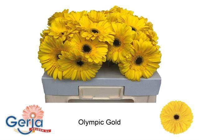 <h4>GERBERA OLYMPIC GOLD</h4>