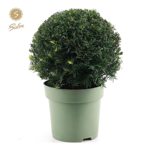 Taxus Collection Ball Ø32cm P24