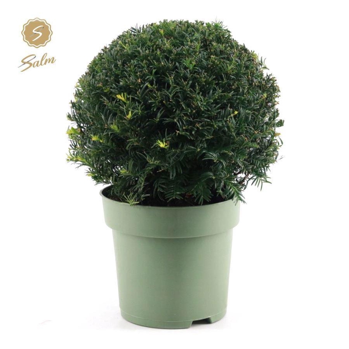 <h4>Taxus Collection Ball Ø32cm P24</h4>