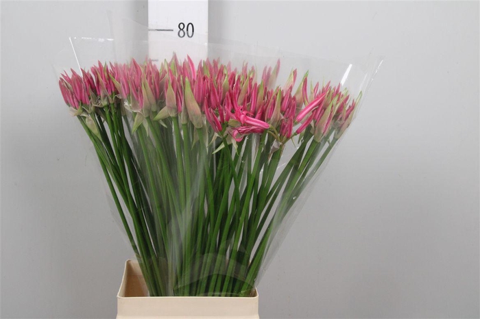 <h4>Ne Bo Favourite</h4>