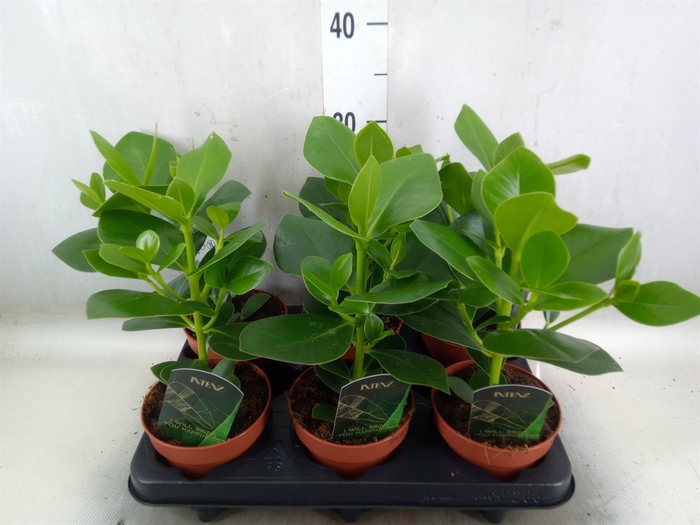 <h4>Clusia rosea 'Princess'</h4>