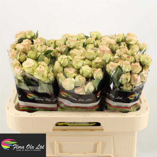 <h4>R Tr Gentle Trendsetter Flora Ola</h4>