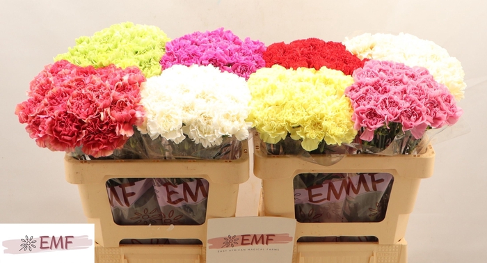 <h4>DI ST GEM IN FUST</h4>