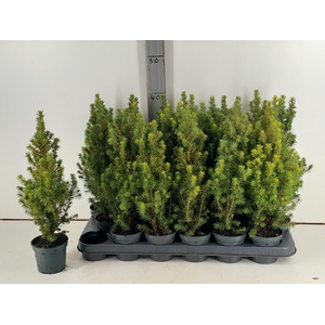 PICEA GL CONICA