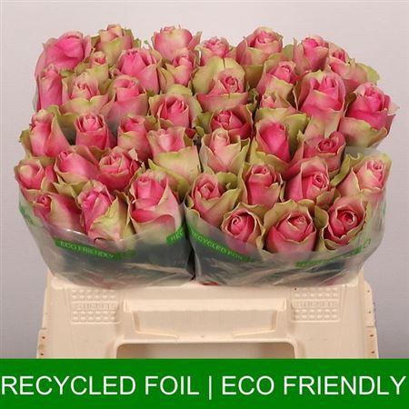 <h4>R Gr Bellevue</h4>