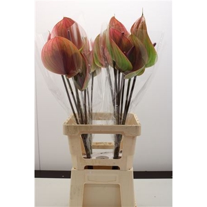 Anthurium Peruzzi
