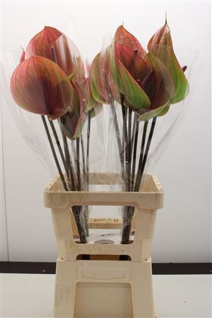 <h4>Anthurium Peruzzi</h4>