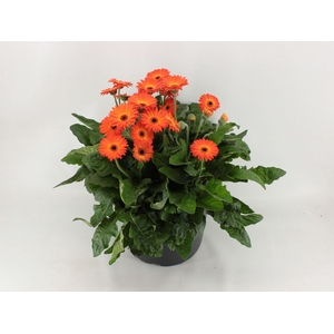 Gerbera  'Garvinea Sweet Sunset'