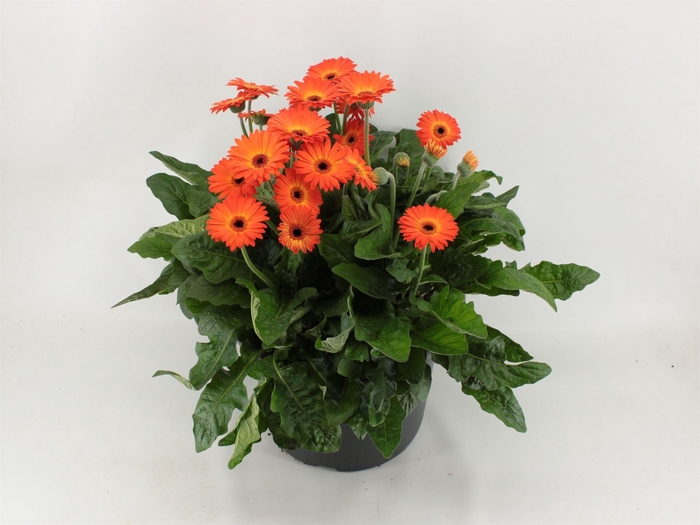 <h4>Gerbera  'Garvinea Sweet Sunset'</h4>