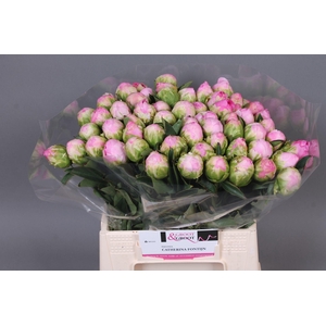 Paeonia Dinner Plate