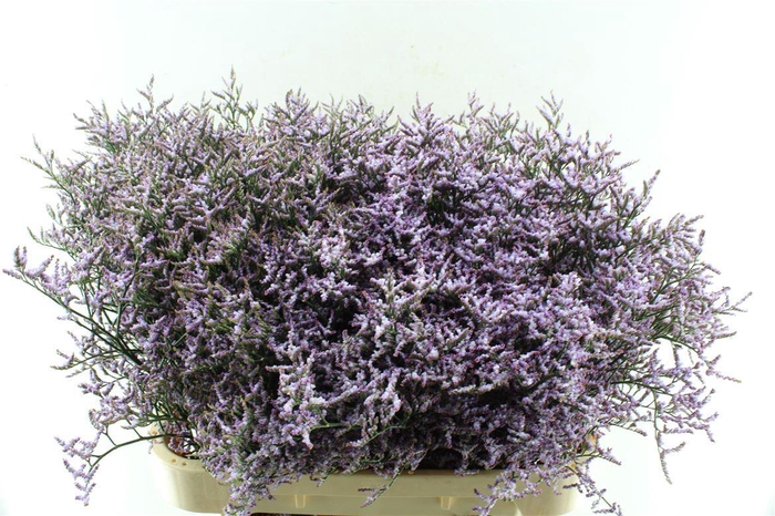 <h4>Lim Saf Lilac</h4>