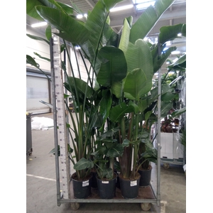Strelitzia nicolai