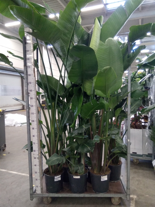 <h4>Strelitzia nicolai</h4>