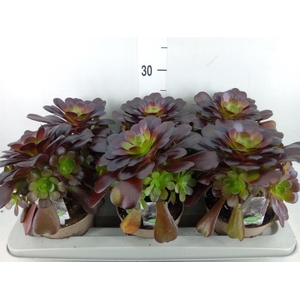 Aeonium arboreum