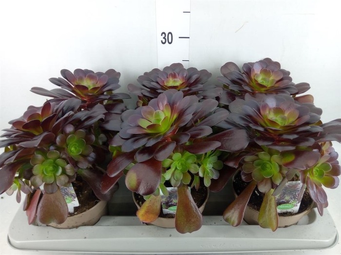 <h4>Aeonium arboreum</h4>