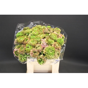 Cl Pon-pon Candy 566