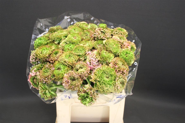 <h4>Cl Pon-pon Candy 566</h4>