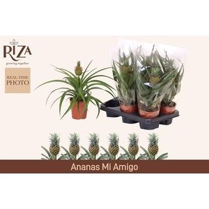 ANANAS MI AMIGO