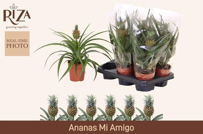 <h4>ANANAS MI AMIGO</h4>