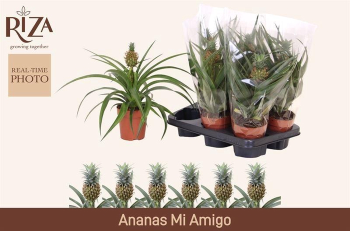 <h4>ANANAS MI AMIGO</h4>