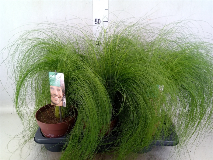 <h4>Stipa tenuifolia</h4>