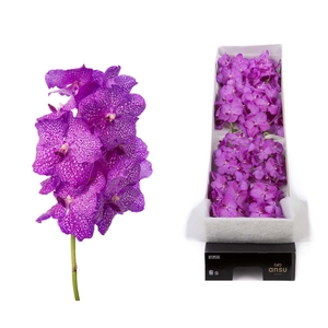 Vanda  'Nitaya Rosy'