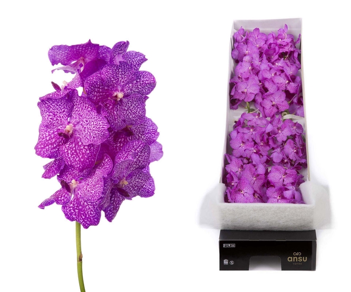 <h4>Vanda 'Nitaya Rosy'</h4>