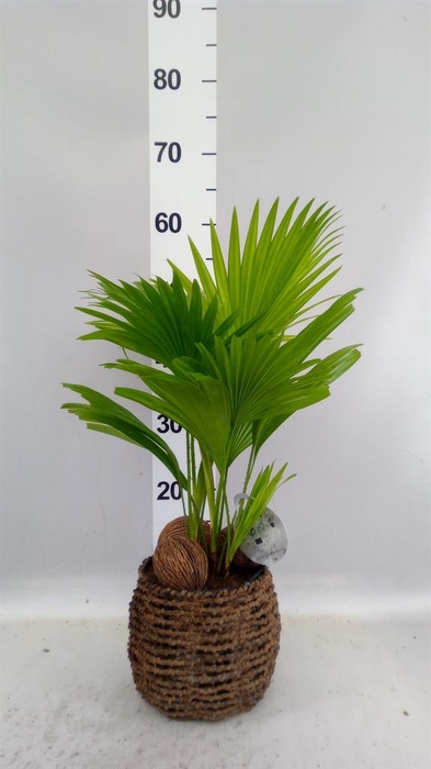 Livistona rotundifolia