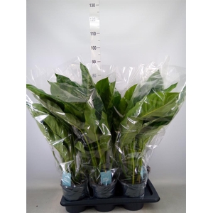 Aglaonema  'Chantal'