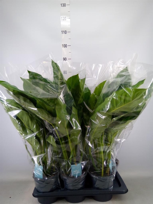 <h4>Aglaonema  'Chantal'</h4>