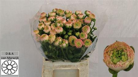 <h4>Ran Nl. Su Tuareg</h4>