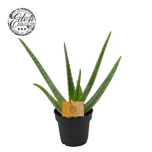 Aloe vera, 12 cm