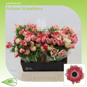 Anemone Fullstar Strawberry