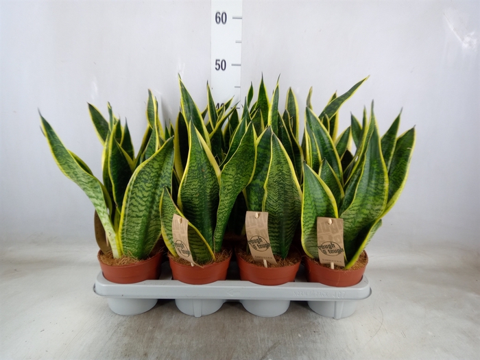 <h4>Sansevieria trifa. 'Futura Superba'</h4>